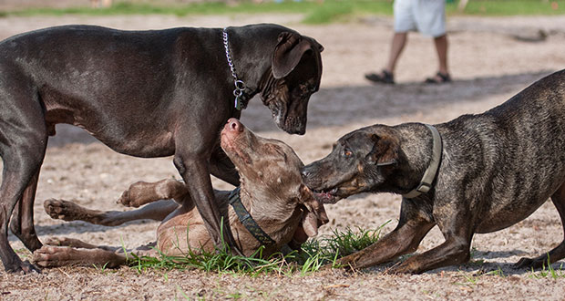 Gut sozialisiert? Nö, gut traumatisiert!