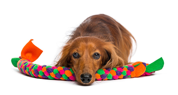 Konditionierte Entspannung: Reg dich ab, Bello!