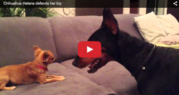 Video: Chihuahua vs. Dobermann