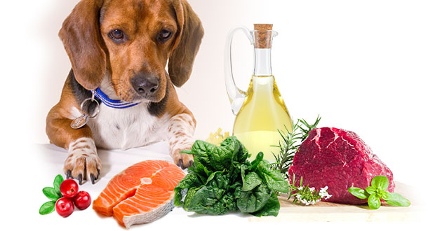 10 Fakten zum B.A.R.F.