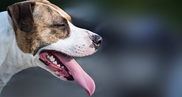 Hund in heißem Auto: darf man Scheibe einschlagen?