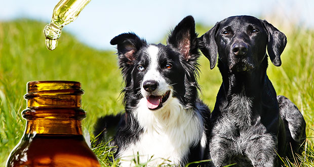 Sanfte Hilfe für tierische Lieblinge: Bachblüten für Hunde