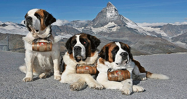 Nach schweren Vorfwürfen: Bernhardiner unauffindbar