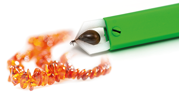 Biss zum Morgengrauen