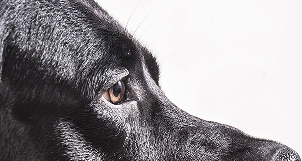 Epilepsie – Anfallsleiden beim Hund