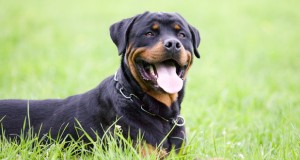 bannerrottweiler