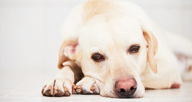 Second Hand Hunde – Ankunft im Tierheim