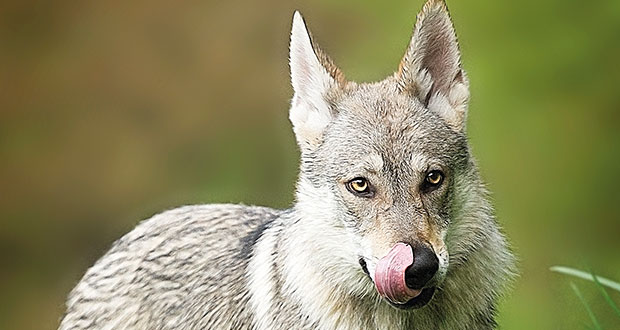 Im Rasseportrait: Faszination Wolfhunde