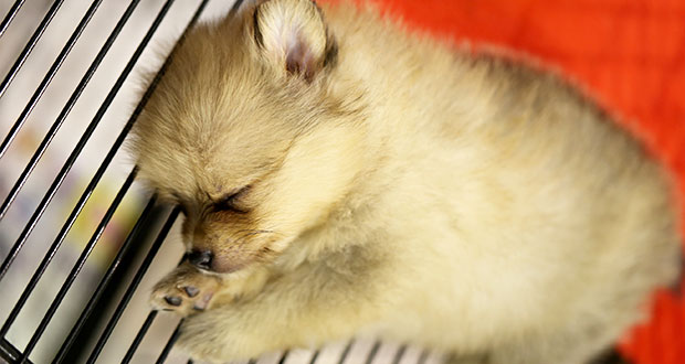 Tierquäler-Paar wegen illegalem Welpenhandel vor Gericht