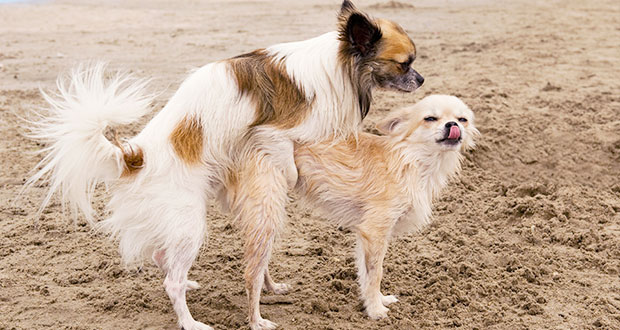 Lasst den Rüden ihre Männlichkeit!