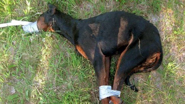 Bewährungsstrafe – unfassbar mildes Urteil für Hunde-Mörder