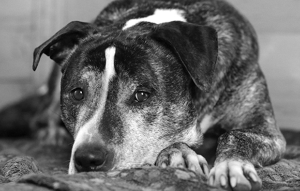 Magdeburg – Listenhund von Polizei erschossen