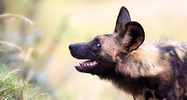 Wilde Verwandte: der Afrikanische Wildhund