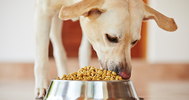 Fütterungsfehler – erkennen und behandeln