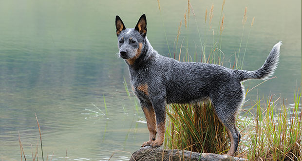 Rasseportrait: der Australian Cattle Dog