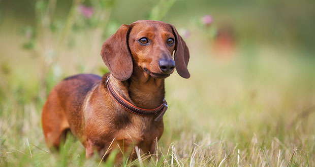 Rasseportrait: der Dackel