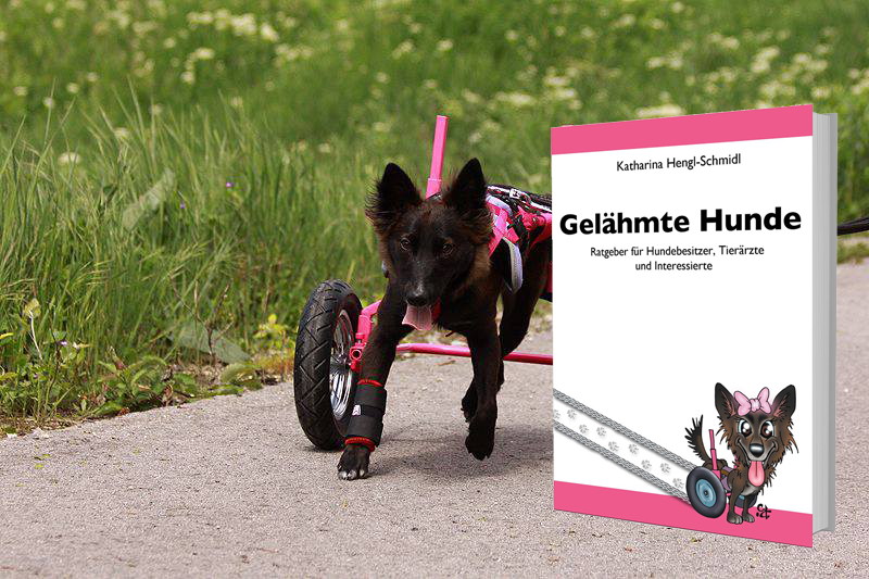 Gelähmte Hunde: Ratgeber für Hundebesitzer, Tierärzte und Interessierte