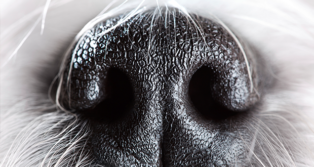 Geniale Schnüffler – Faszination Geruchserkennung