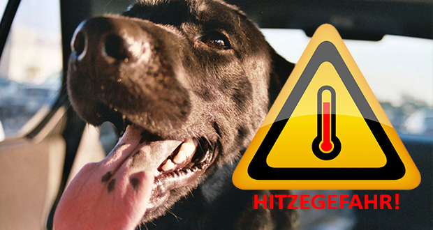 Hund bei Hitze im Auto: bis zu 7.500 Euro Strafe!