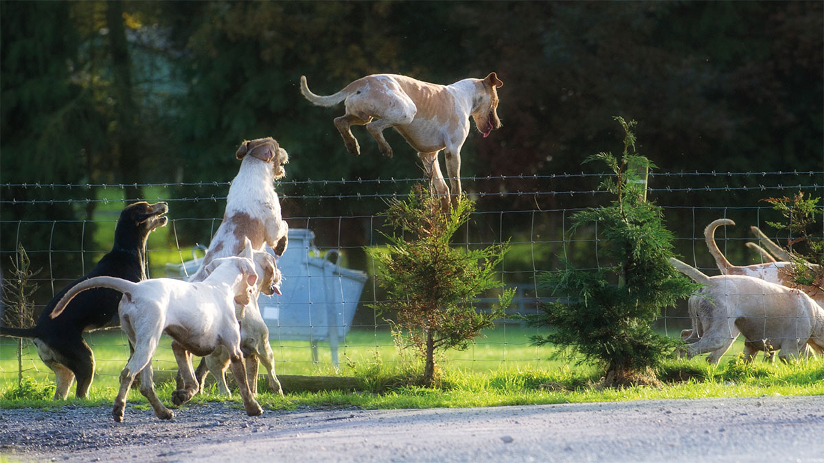 Hunde der Welt: Meutehunde