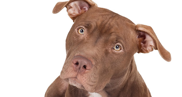 Hund frisst Zehen von schlafenden Herrchen