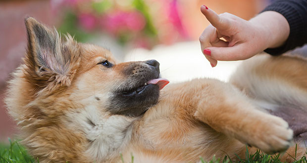 Welpen- & Jugendentwicklung: der perfekte Start ins Leben