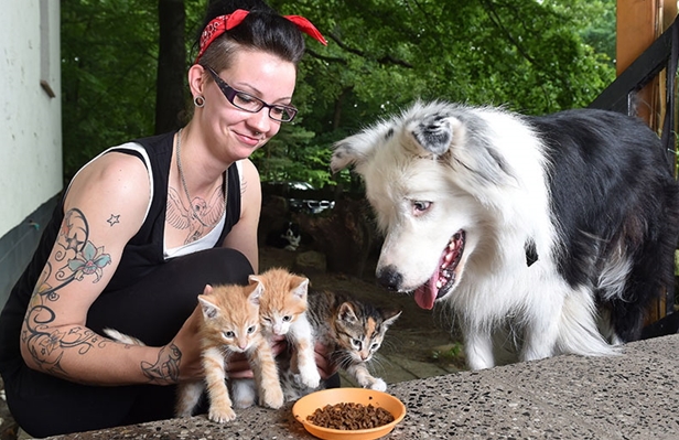 Eine außergewöhnliche Familie – Waisenkätzchen erobern das Herz des Border Collies