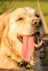 A thirsty and tired Golden Retriever lies in the water channel with her tongue hanging out of her mouth.