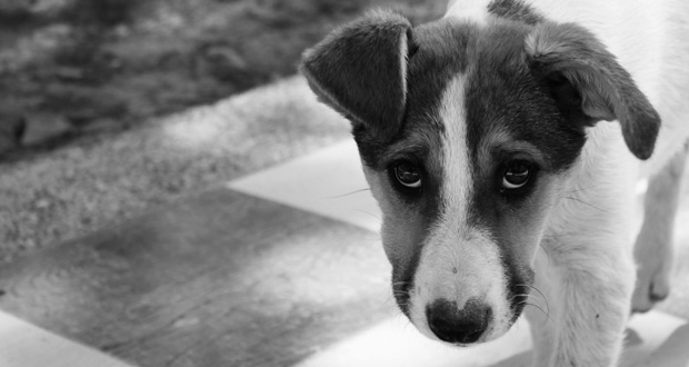 Amtstierarzt – 21 Tiere aus desolater Haltung gerettet