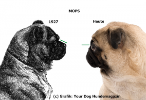 mopsvergleich