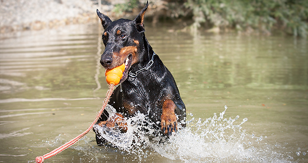 Wie viel Bewegung braucht ein Hund?