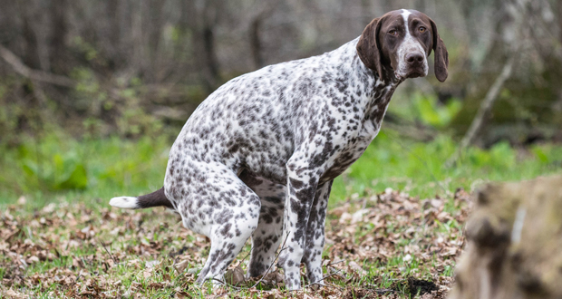 Verantwortungslose Halter – Häufchen durch DNA-Analyse zugeordnet