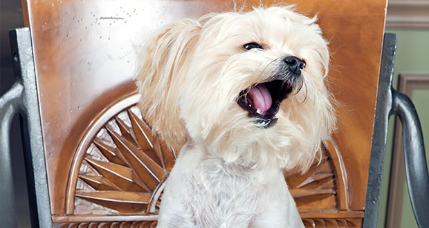 Die Sommerschur – sinnvoll?