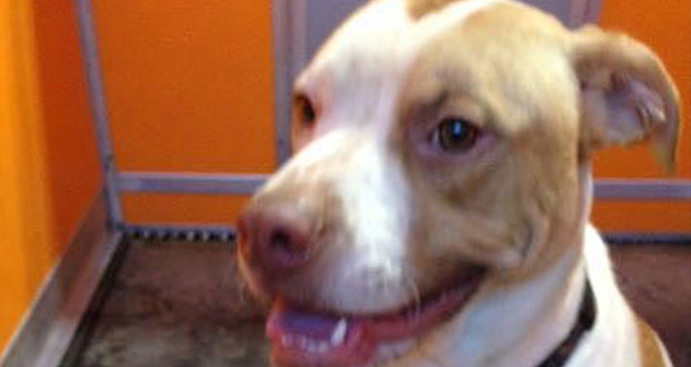 Texas: Frau sucht über Facebook Todesschützen für ihren Hund