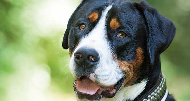 Im Rasseportrait: Großer Schweizer Sennenhund