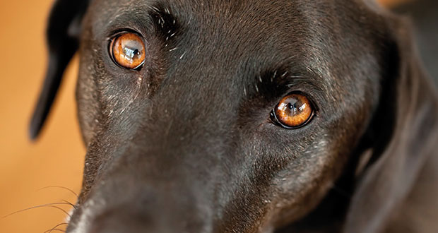 Vierbeinige Kontrollfreaks – Kontrollzwang erkennen und richtig reagieren