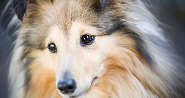 Rasseportrait: Shetland Sheepdog (Sheltie)