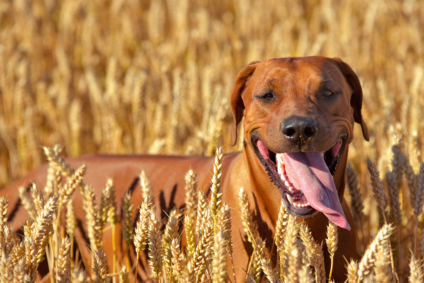 Getreide – so schlecht wie sein Ruf?