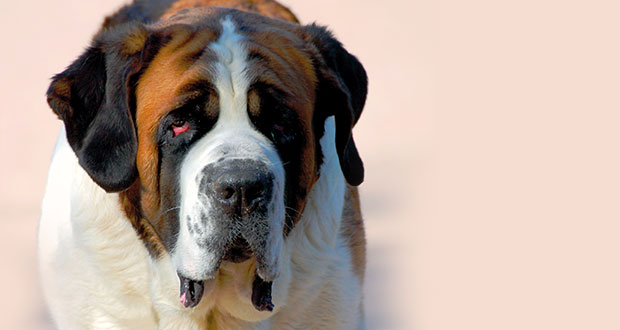 Der Mensch – Freund oder Feind?