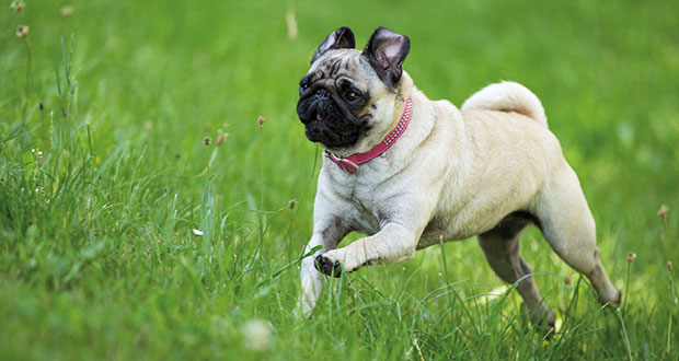 Im Portrait: der Mops