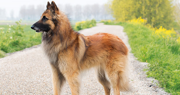 Im Portrait: der Tervueren