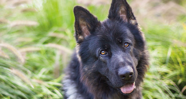 Die Gefühlswelt der Hunde