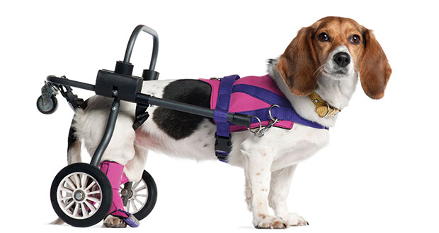 Behinderte Hunde – retten um jeden Preis?