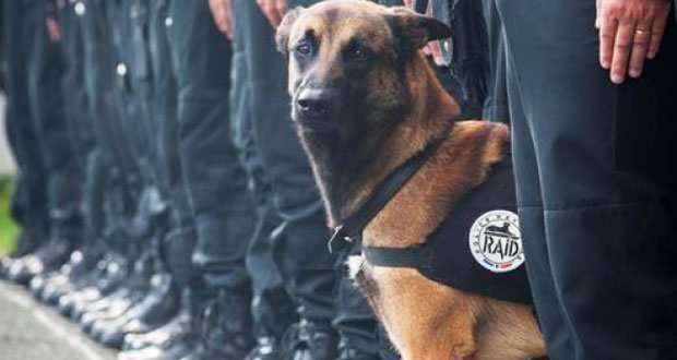 Diensthund “Diesel” stirbt bei Anti-Terroreinsatz