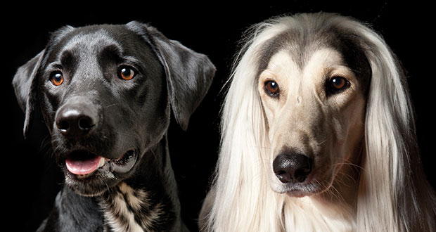 Tabuthema: Rassehund oder Mischling?