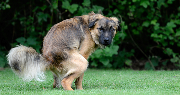 Hunde und totgeborene Rinder – die Geschichte eines Irrtums