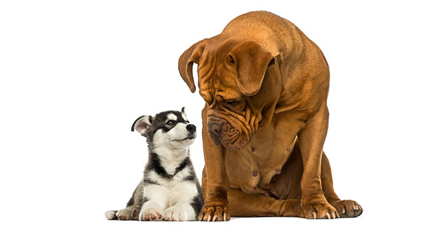 Hunde geben ihren Freunden Futter – Beziehung fördert prosoziales Verhalten