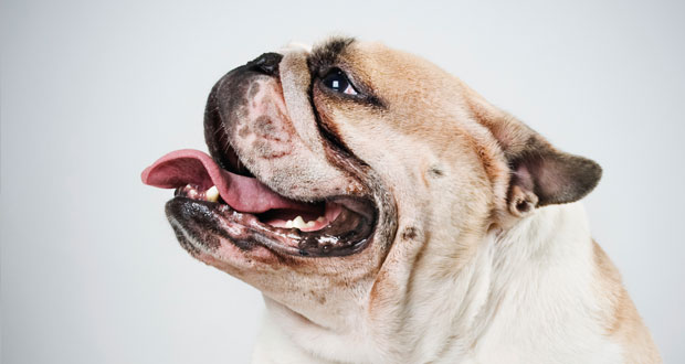 Die richtige Maulhygiene