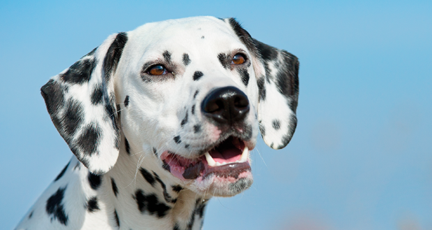Im Rasseportrait: der Dalmatiner