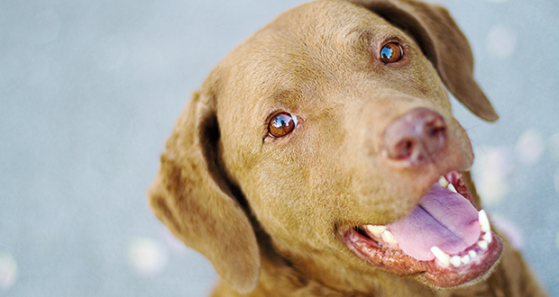 Gefühlswelt der Hunde Teil 2: Glück